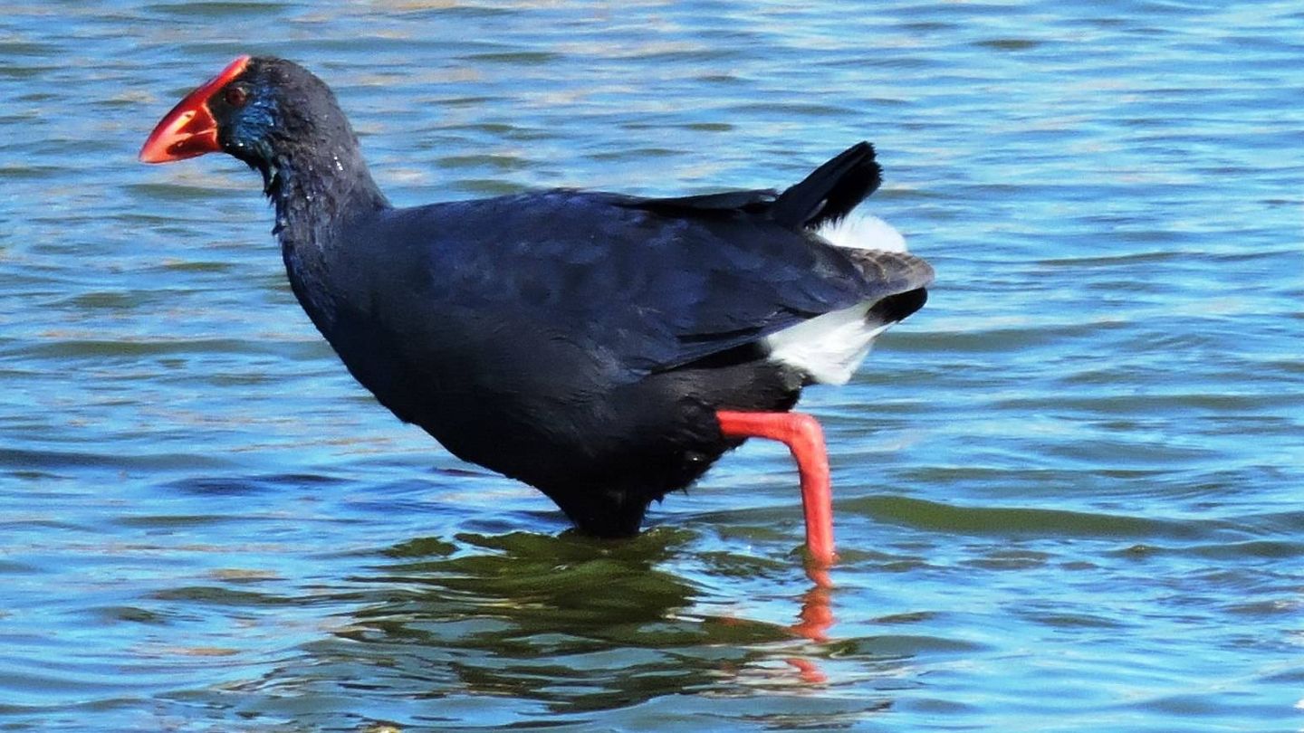 Calamón común. Las aves acuáticas desaparecen de Doñana. (Jose Luis Gallego)