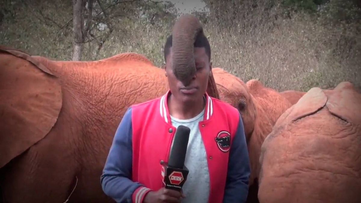 Un elefante boicotea una conexión en directo y hace estallar en carcajadas al reportero