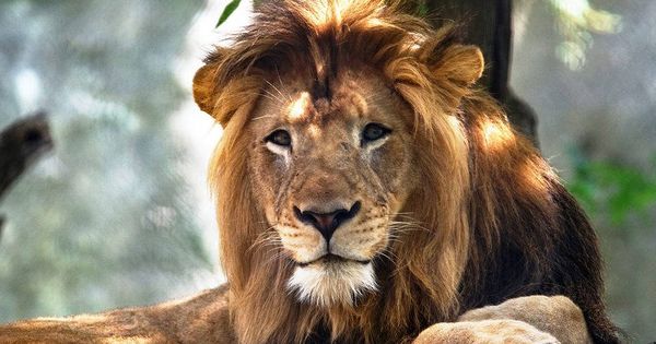 Foto: Preciosa estampa de Nyack, el gran león del zoo (Foto: Facebook)