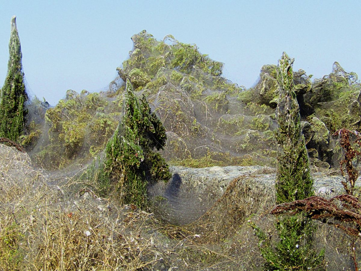 Foto: Las enormes telarañas han cubierto árboles y todo tipo de vegetación (EFE/Stavros Fanfanis)