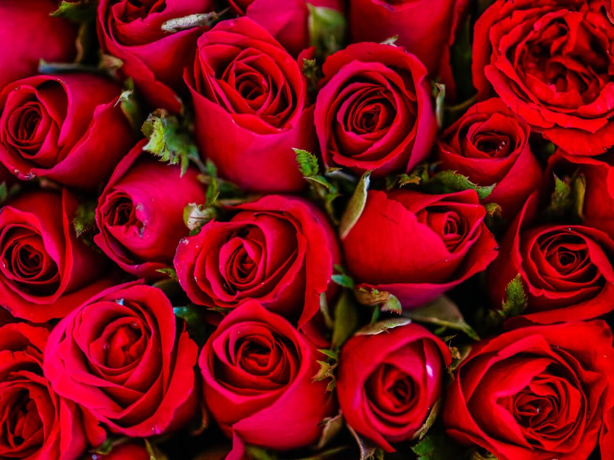 Cómo aprovechar rosas de San Valentín para que crezca un rosal en casa