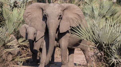 La inesperada evolución de los elefantes de Gorongosa: sin colmillos por la caza furtiva 