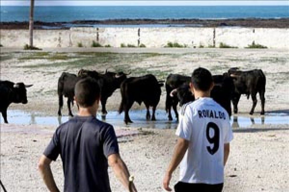 Foto: La fuga de siete toros en Cádiz paraliza el rodaje de la última película de Tom Cruise