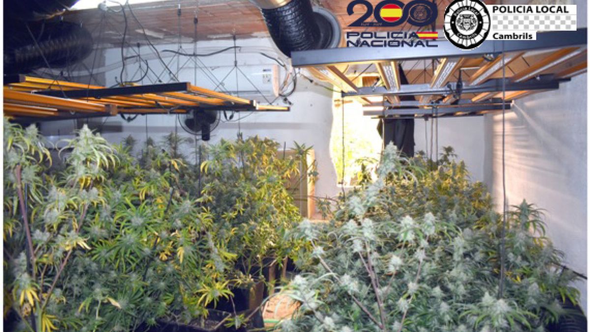 La Guardia Civil interviene más de 3.000 plantaciones de marihuana en Almería