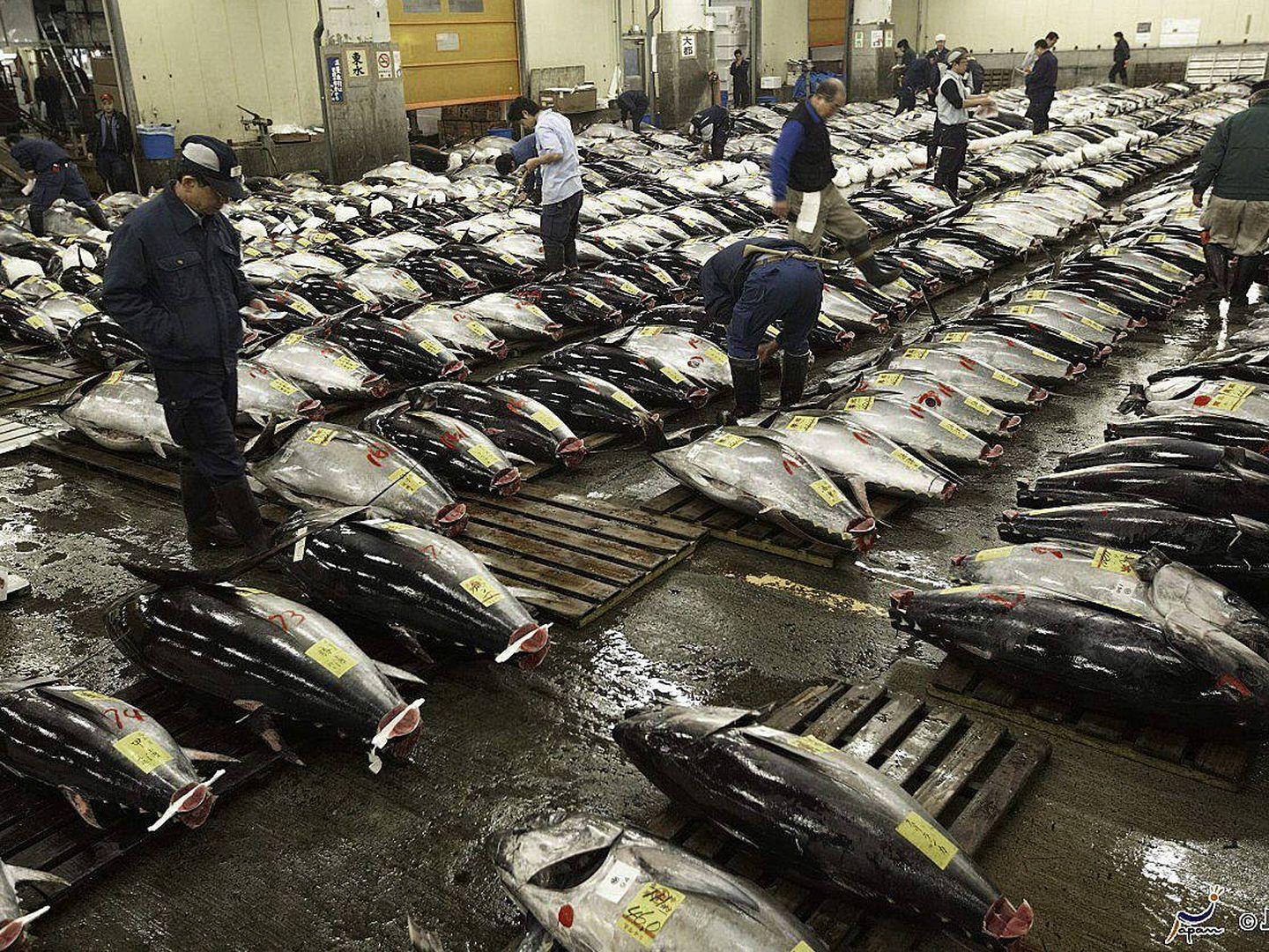 Subasta de atún rojo en un mercado de Tokio. (EFE)