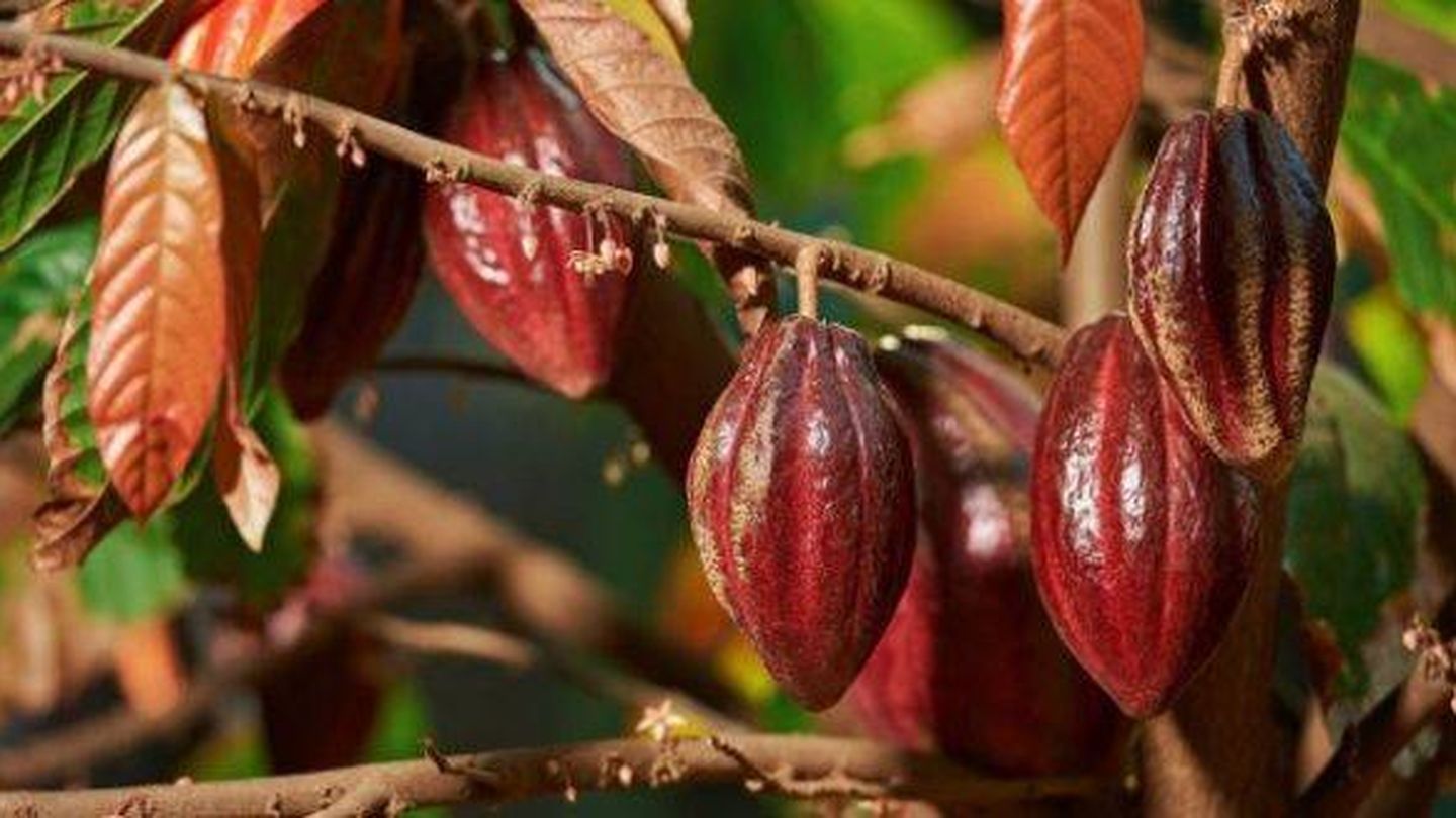 No todas las bayas de cacao producen el tono rosado.