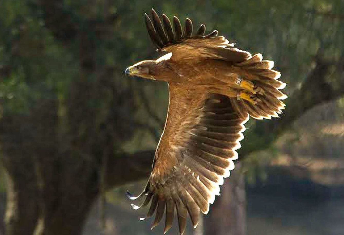 Águila imperial ibérica en Doñana (EFE)