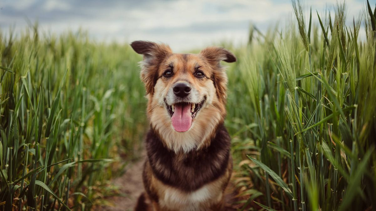 100 nombres originales para perros: ideas para encontrar el apelativo ideal para tu mascota