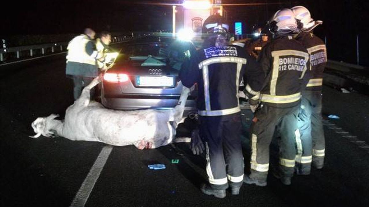 Un muerto y un herido grave tras colisionar su coche con una vaca en Cantabria