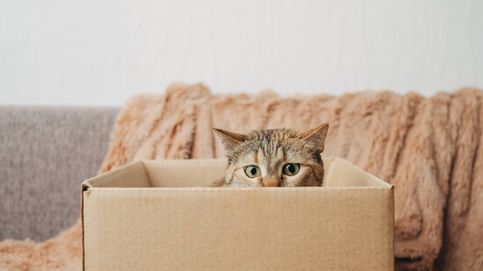 Por qué a los gatos les encantan las cajas de cartón