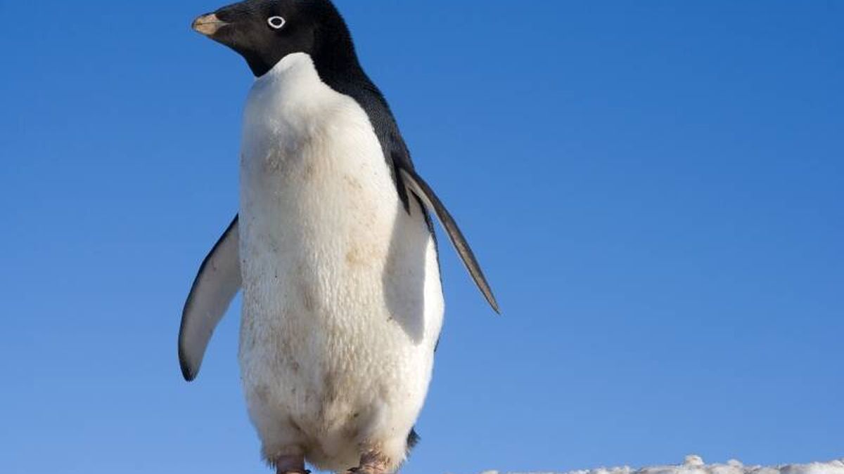 Los pingüinos antárticos están comiendo microplásticos 