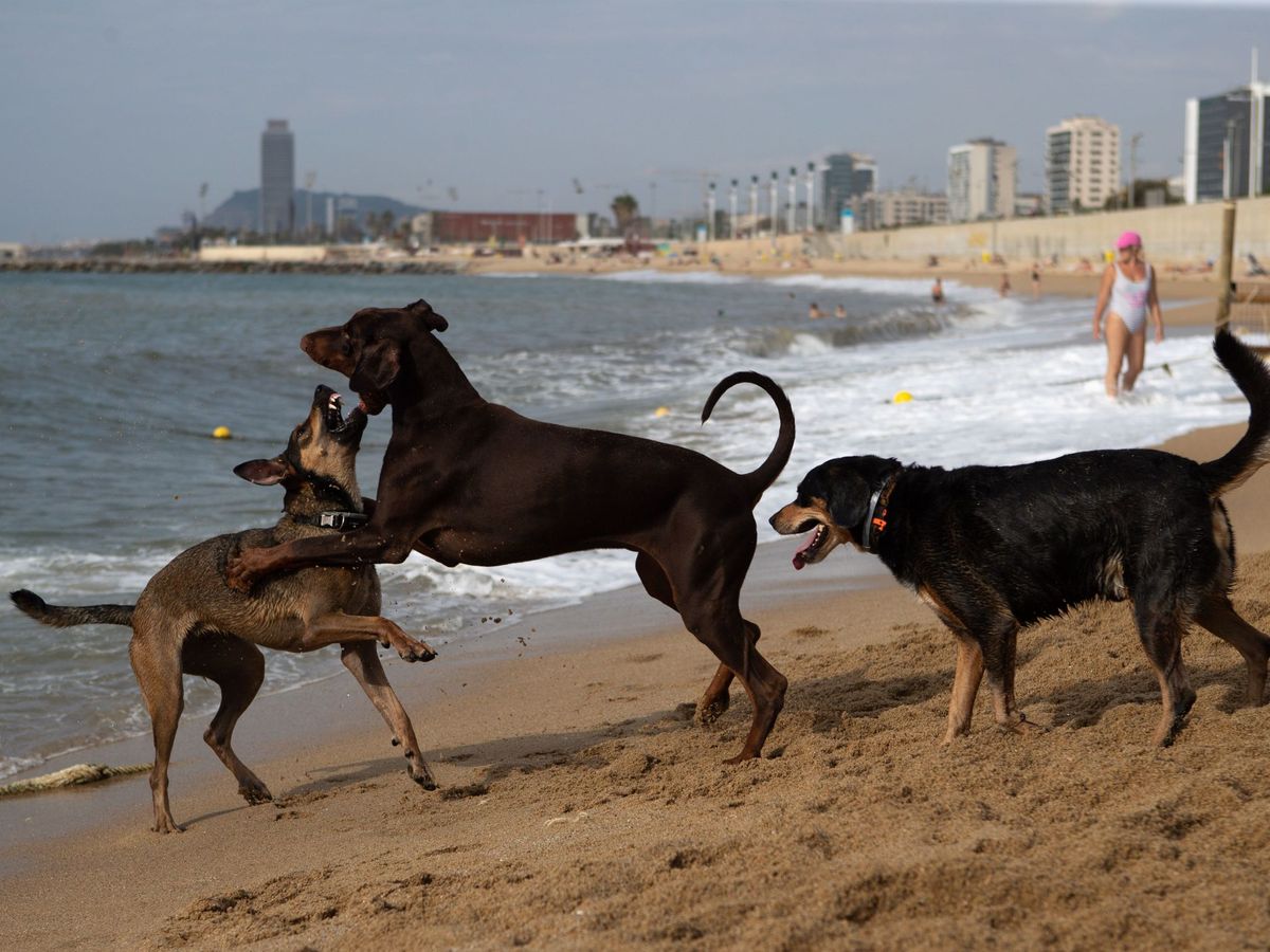 Foto: Los perros, los primeros animales domesticados. Foto: EFE Enric Fontcuberta