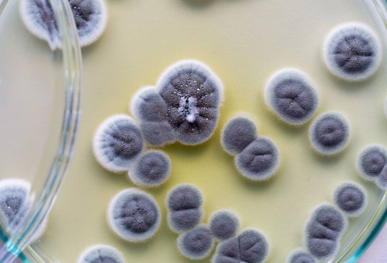 El Penicillinium es un hongo con numerosos usos industriales (Foto: iStock)