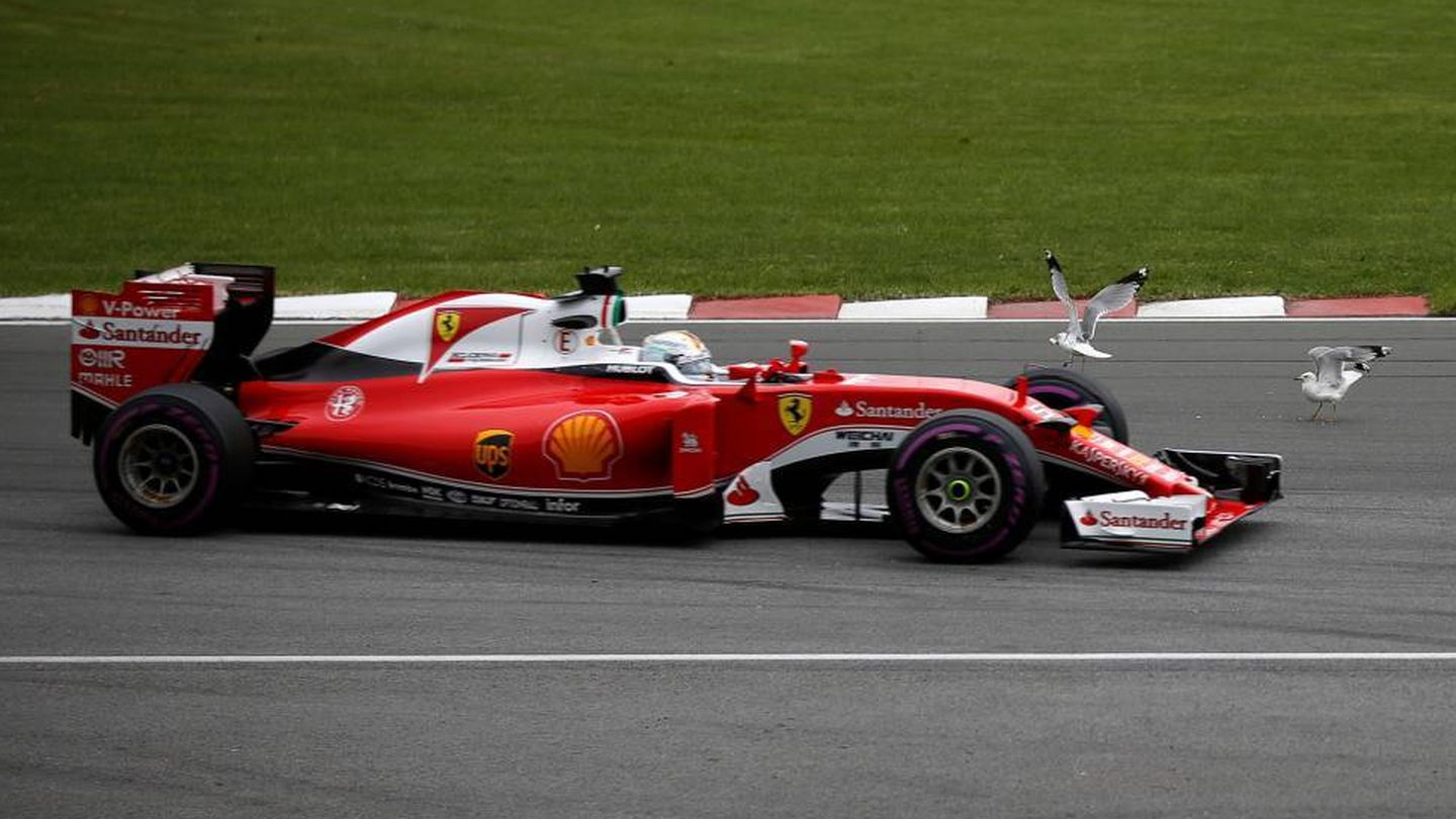Vettel y las gaviotas. (Reuters)