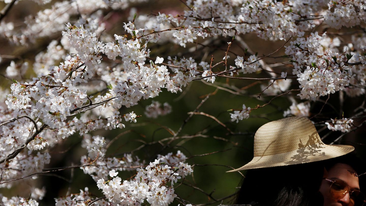 Cerezos en flor en Nueva York. (Reuters/Shannon Stapleton)