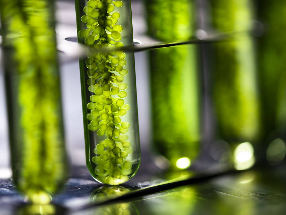 Foto: Un estudio ha afirmado que las microalgas podrían ser el futuro superalimento sostenible, aduciendo que la planta acuática tiene varias ventajas. (iStock)