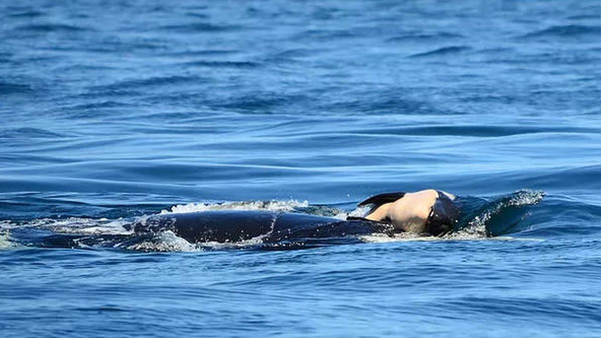Una orca deja marchar a su cría después de cuidarla dos semanas aunque estaba muerta