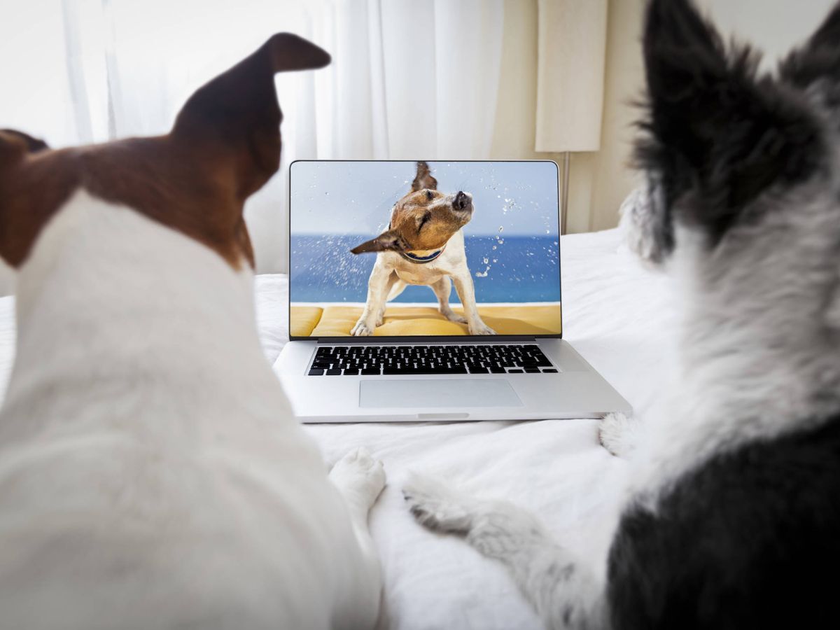 Foto: ¿Es bueno o perjudicial que los perros vean la televisión? Esto es lo que dice los expertos. (iStock)