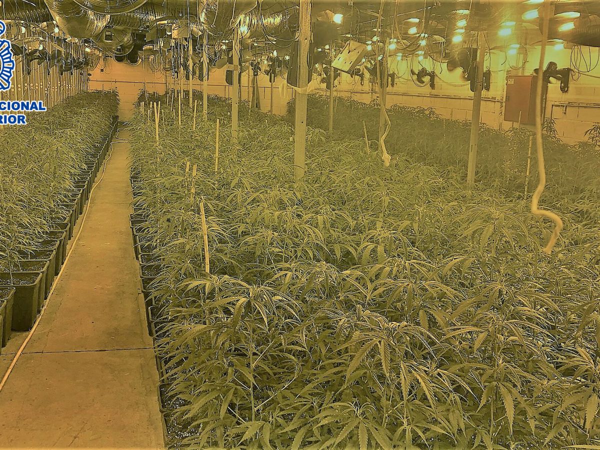 Foto: Vista de una plantación de marihuana. (EFE/Policía Nacional)