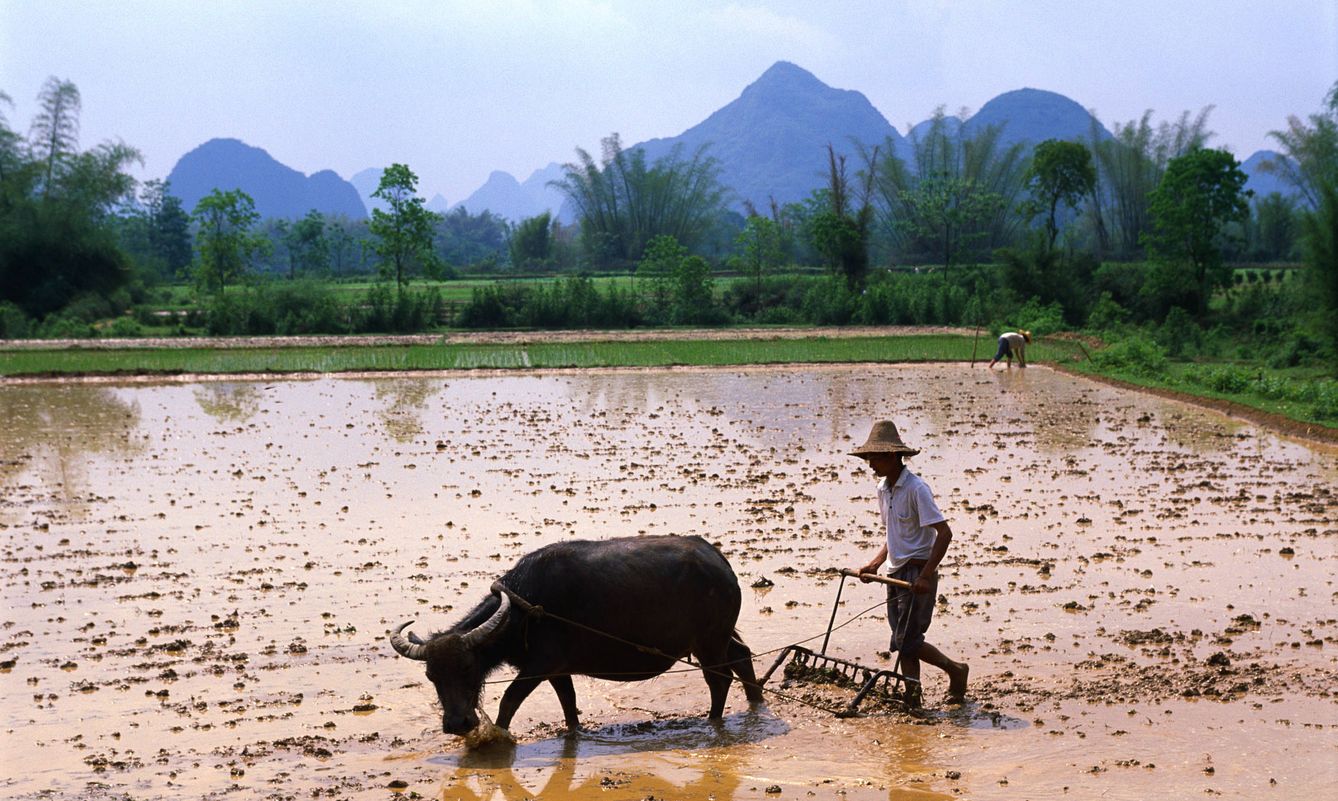 Usar animales de tiro es también explotarlos pero ¿cómo cultivar el arroz sin ellos en ciertas zonas? (Ron Watts/Corbis)