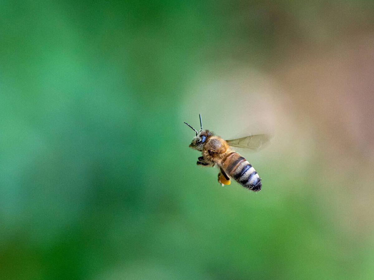 Foto: Así es una abeja común. (iStock)