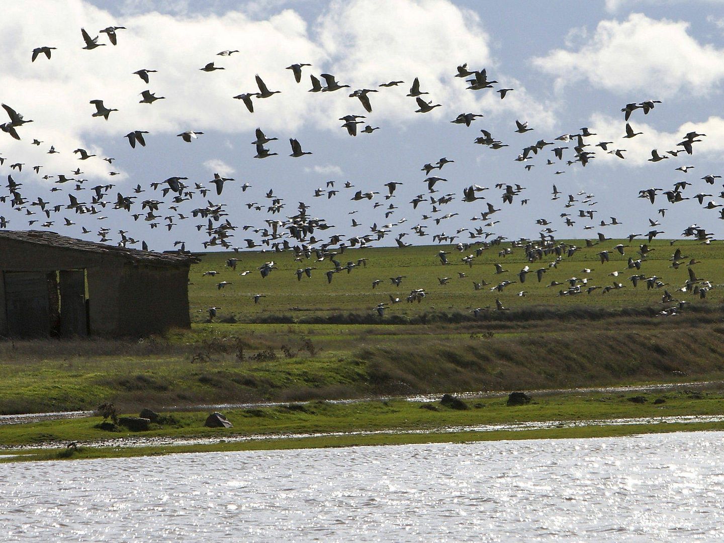 Entre 27.000 y 32.000 aves se contabilizan cada diciembre en la reserva natural de las Lagunas de Villafáfila (Mariam A. Montesinos / EFE)