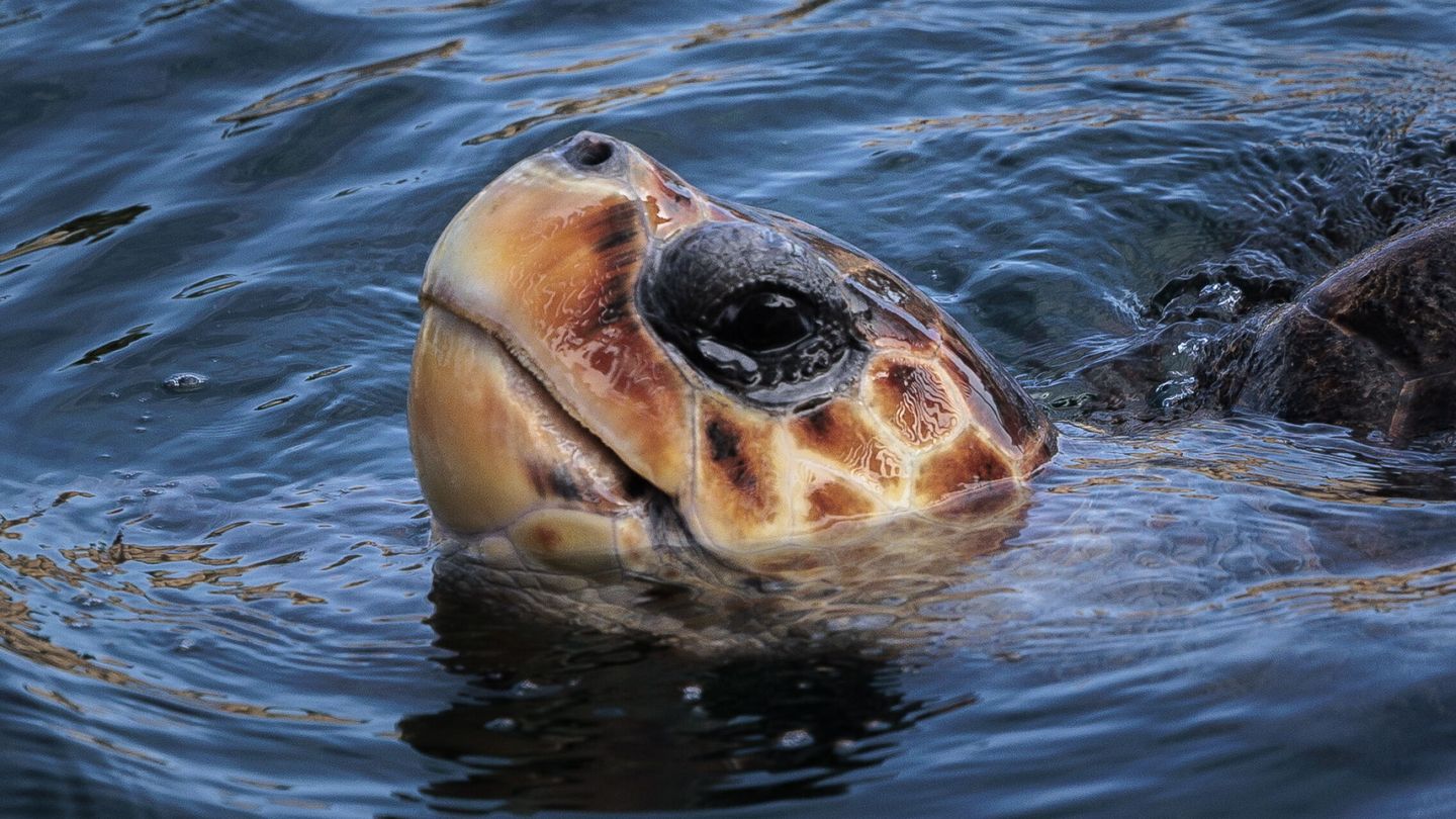 Una tortuga boba emergiendo del agua. (EFE/Biel Aliño) 
