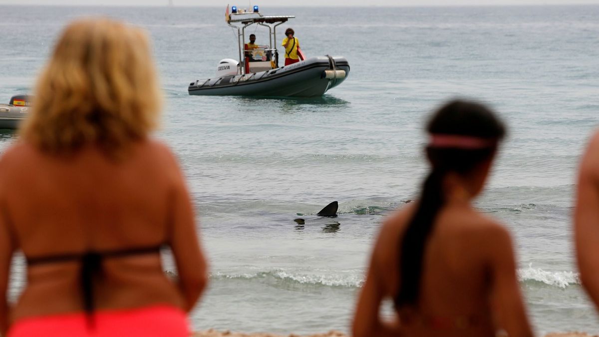 Aparece desorientado un tiburón en aguas de una playa de Benidorm
