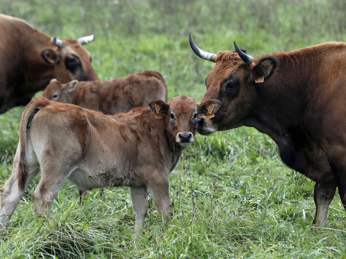 Foto: Unas vacas pastan con sus terneros en un prado en Ribera de Arriba (Asturias). (EFE/J. L. Cereijido)