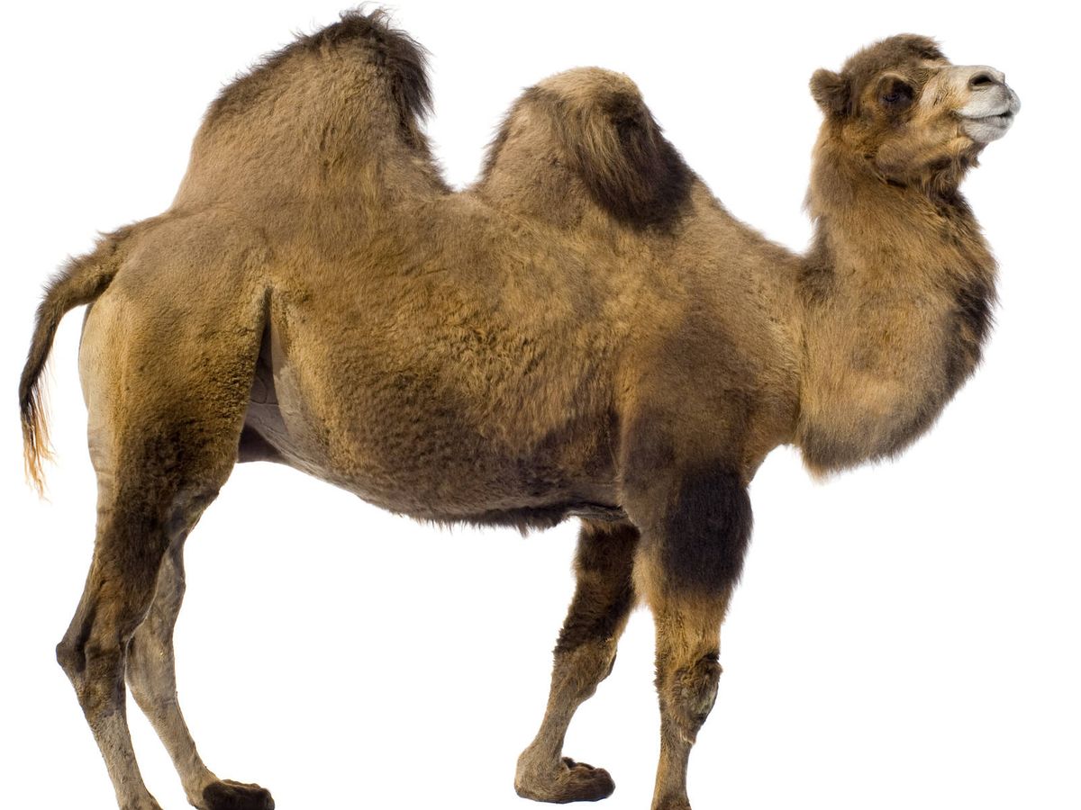 Qué tienen realmente los camellos dentro de las jorobas? Esto es lo que  guardan