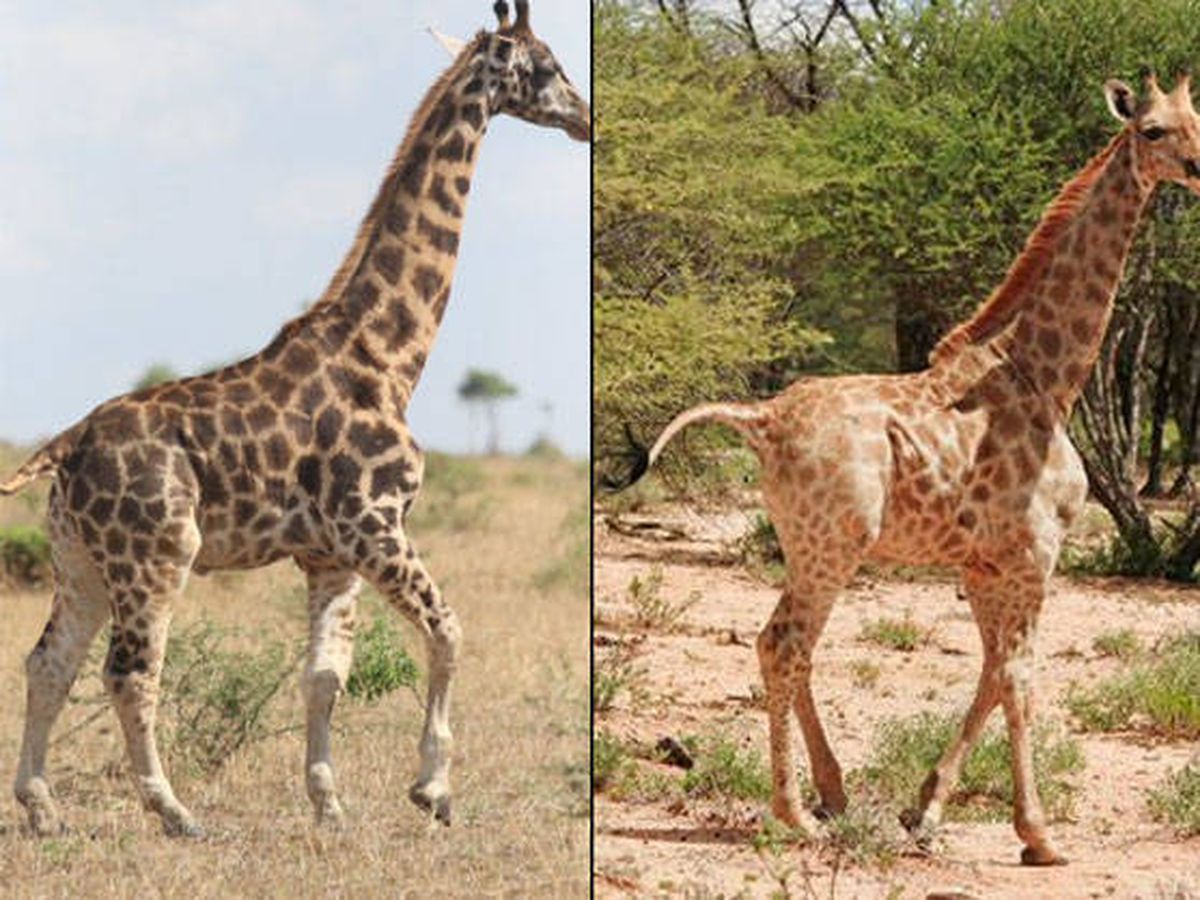 Foto: Son dos especies distintas y viven a más de 3.000 kilómetros de distancia (Foto: Twitter)