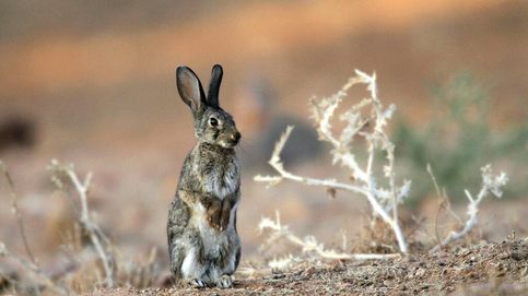 El conejo de monte: el gran protagonista de la fauna ibérica