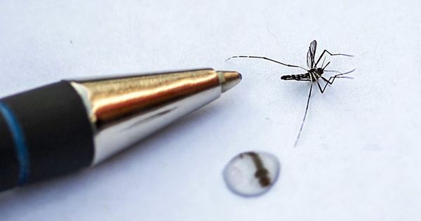 Foto: Detalle del mosquito tigre asiático. (Efe)