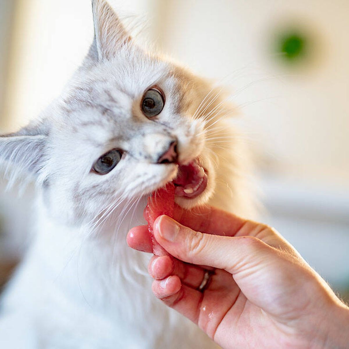 Lírico accesorios Fuerza motriz La mejor comida para gatos: ¿dónde comprarla?