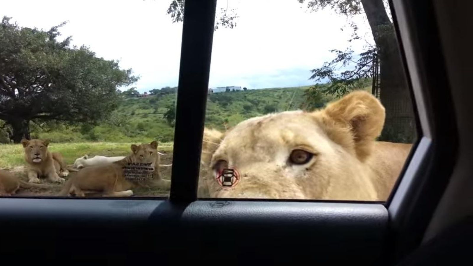 Foto: Momento en que el león abre la puerta de un coche que realizaba un safari a través de Sudáfrica (YouTube/Joshua Sutherland)