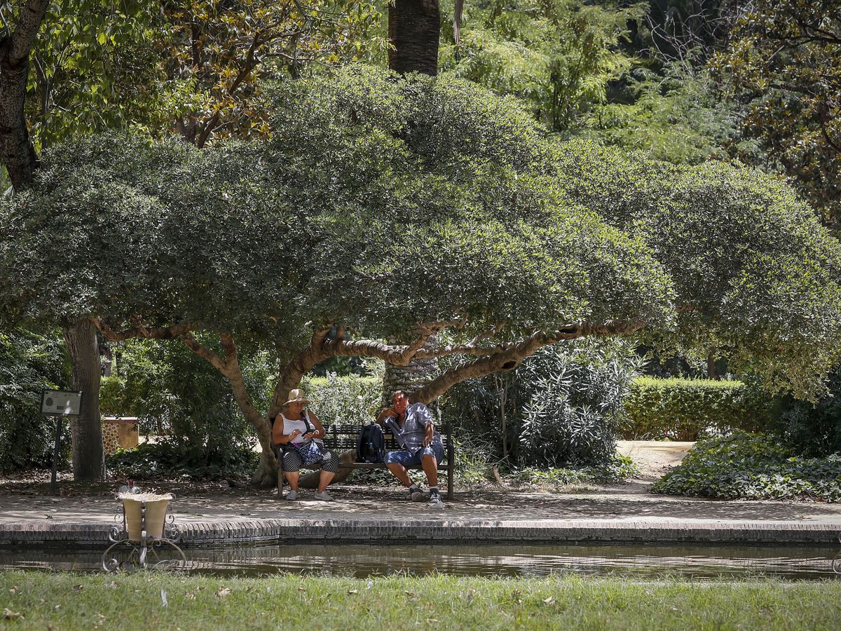 Foto: Una pareja de personas mayores se refugian bajo una sombra en el parque de María Luisa, en Sevilla. (EFE/José Manuel Vidal)