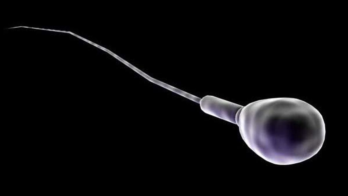Crean espermatozoides 'in vitro' a partir de tejido testicular de un hombre estéril