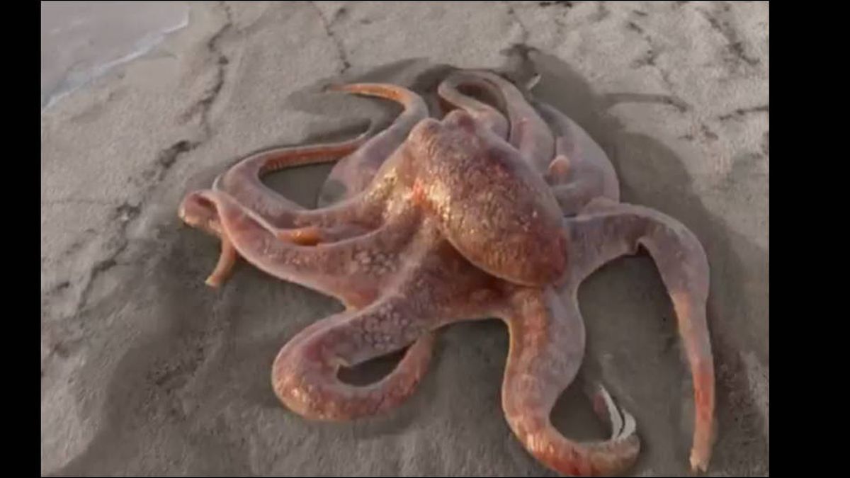La historia del vídeo viral del pulpo gigante que se pasea alegremente por una playa