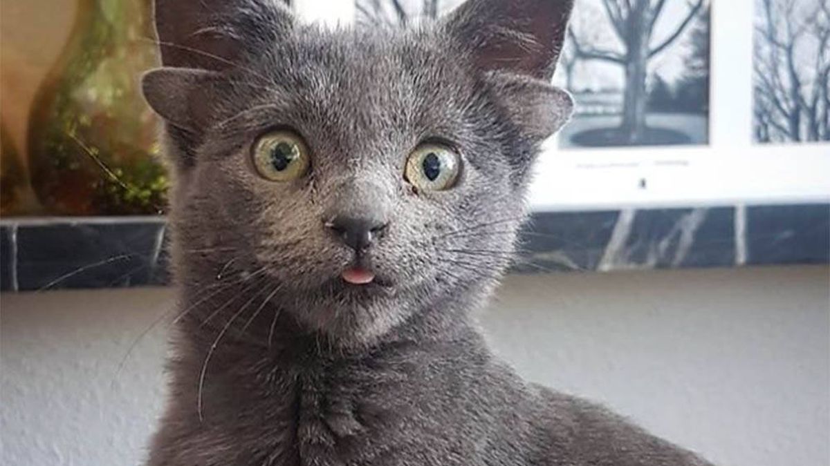 Una gata con cuatro orejas se hace viral en Instagram