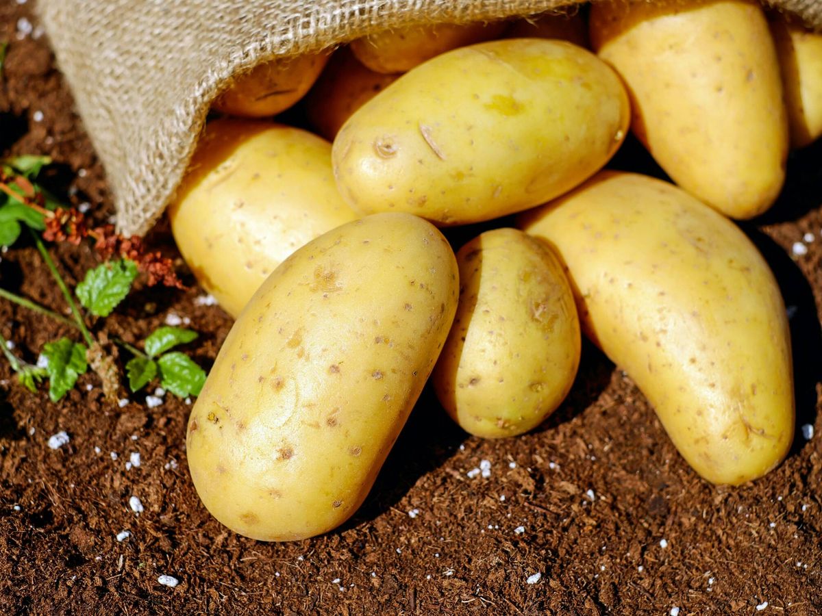 Foto: Un conjunto de patatas en buen estado (Pexels)