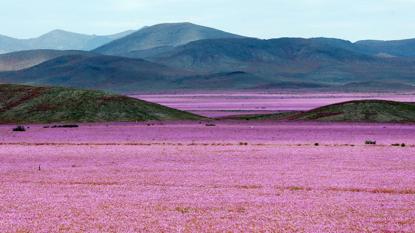 Foto: Fotografía del 21 de octubre de 2015 del árido desierto de Chile (EFE)