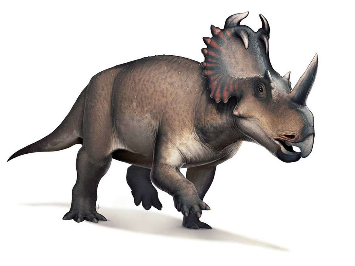 Ilustración del Centrosaurus Apertus. (CC/Wikimedia Commons)