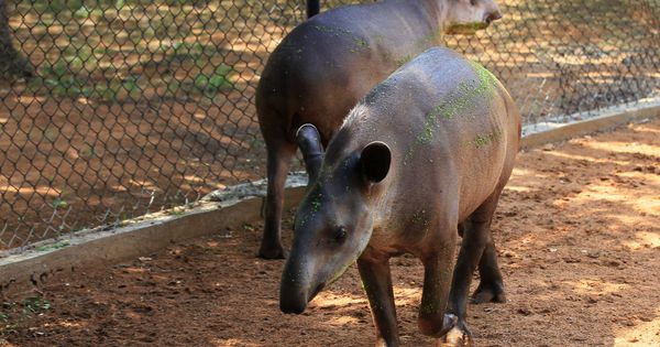 Foto: Los tapires del Parque Zoológico Metropolitano de Zulia en Maracaibo, Venezuela. (Reuters)