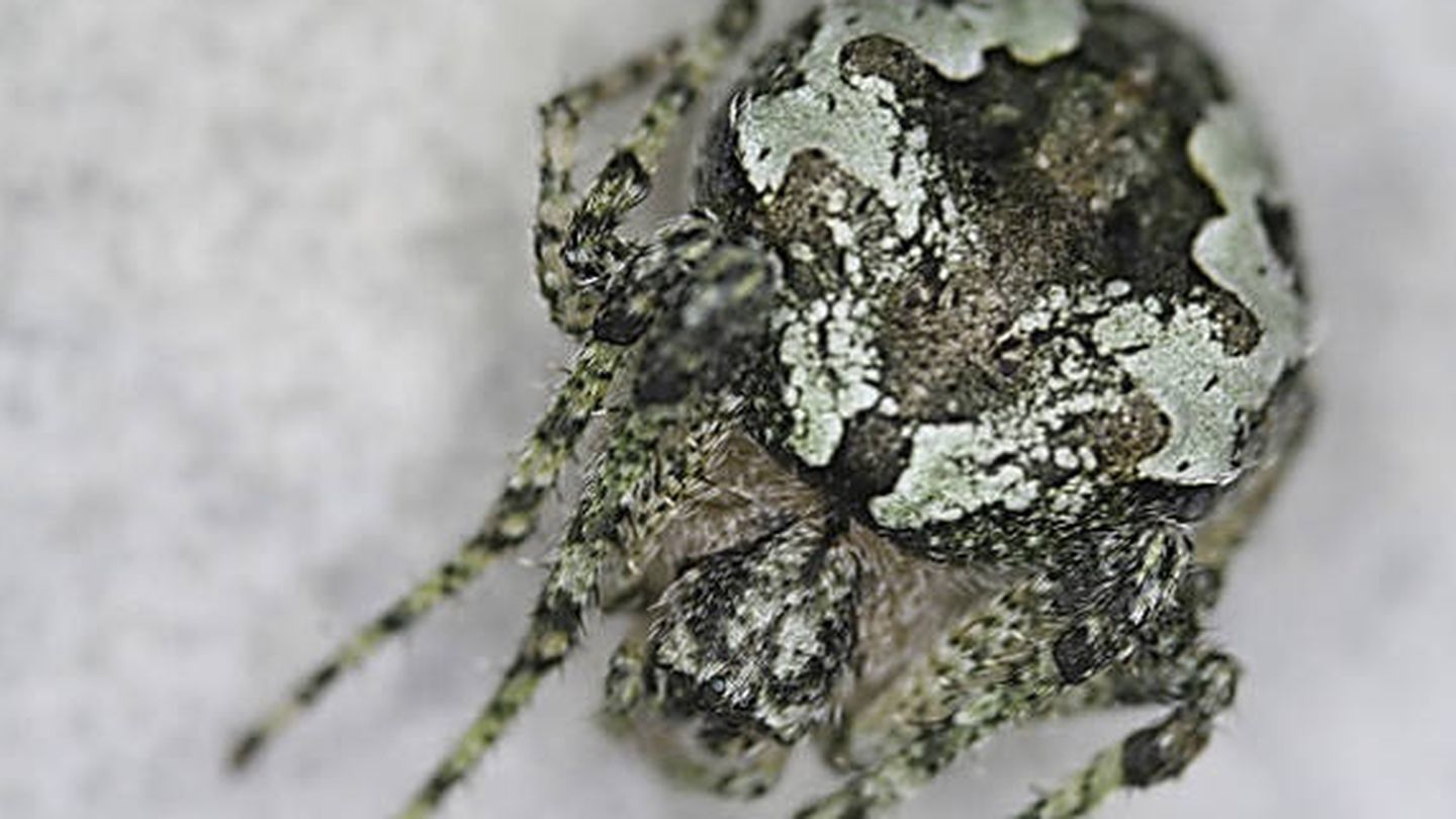 Nueva especie de araña descubierta en España que imita a los líquenes de los robles. (Foto: Eduardo Morano y Raul Bonal)