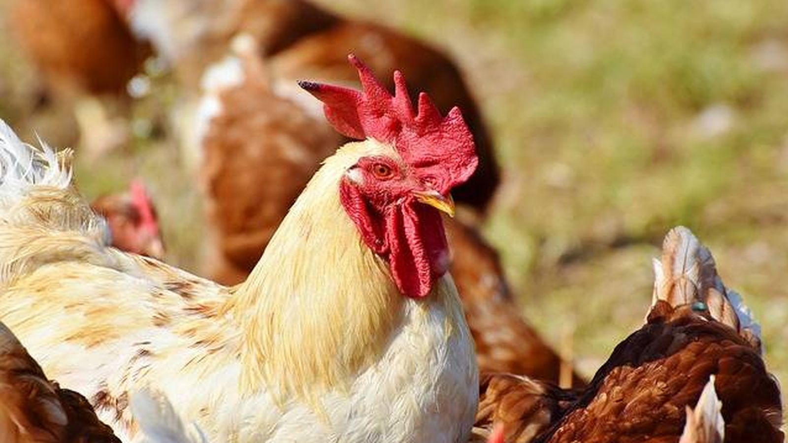 Foto: Destapan peleas de gallos clandestinas en Badajoz (Pixabay)