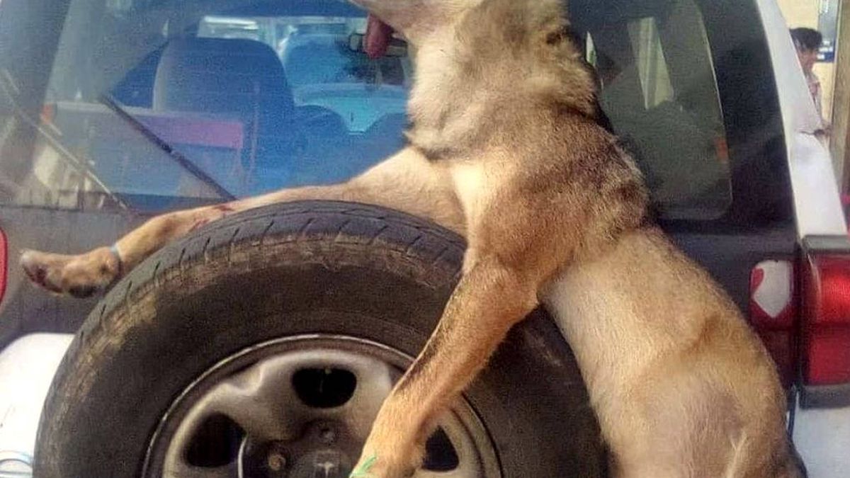 La imagen de un lobo abatido transportado en un coche oficial indigna a las redes