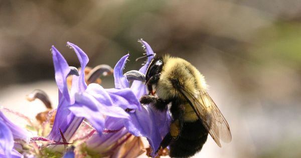 Foto: Una abeja se alimenta y poliniza una flor salvaje en Ontario, Canadá, uno de los lugares donde se han analizado la dinámicas temporales de selección natural (Catherine Walsh)