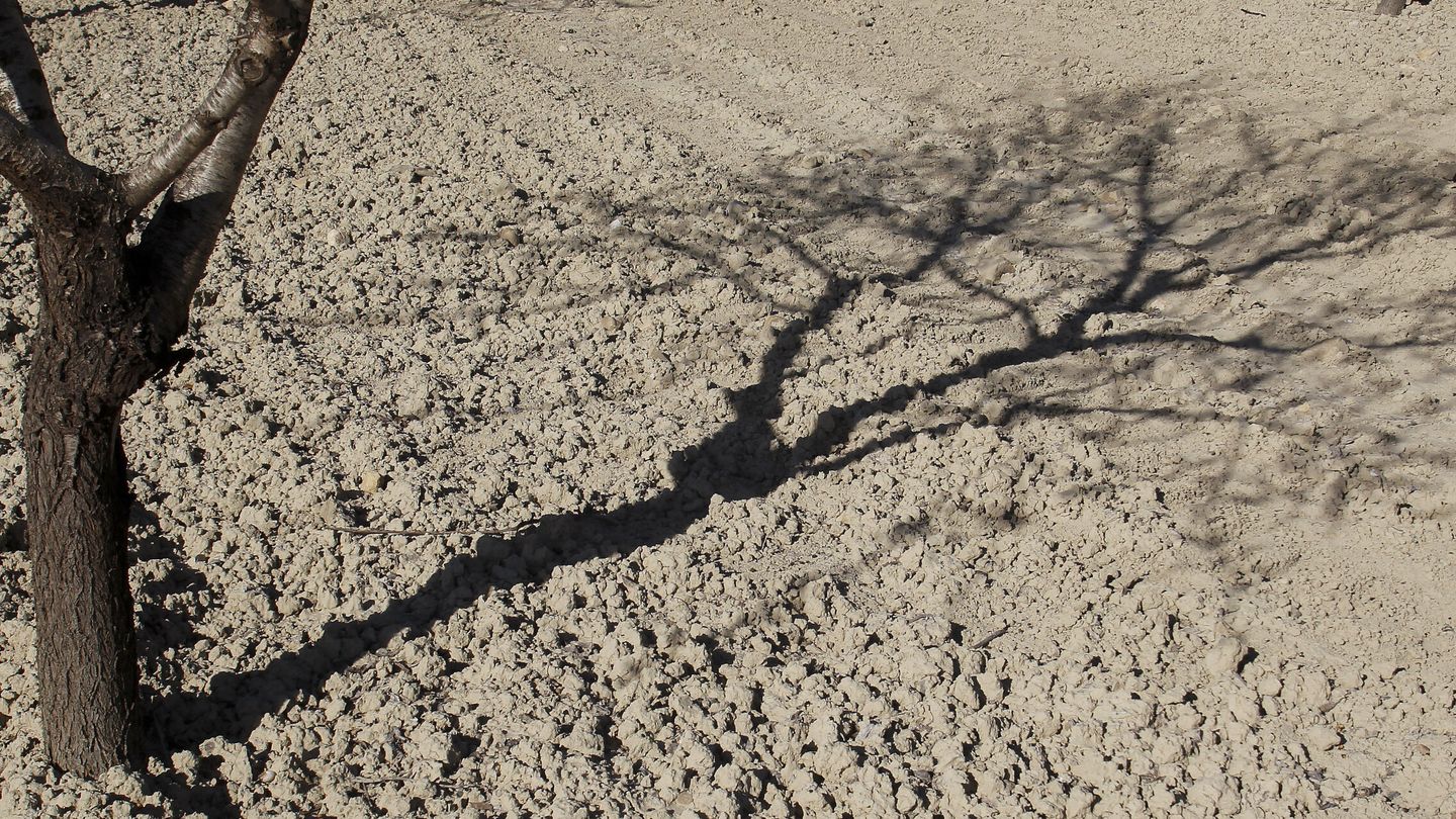 Campos baldíos y árboles resecos: el paisaje de la sequía en Cataluña. (EFE/Morell) 