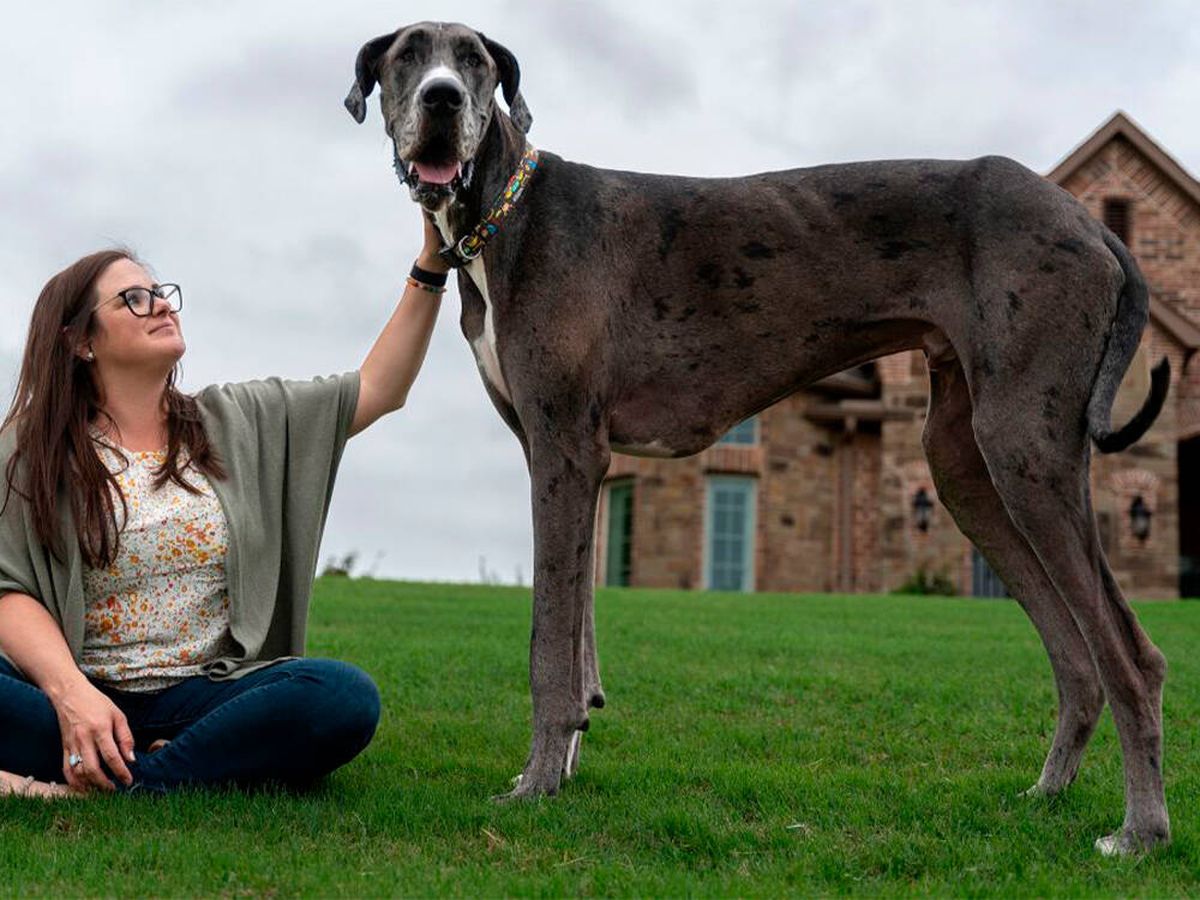 Foto: Se llama Zeus, es un gran danés y es el perro más alto del mundo: mide más de un metro (Guinness Word Records)