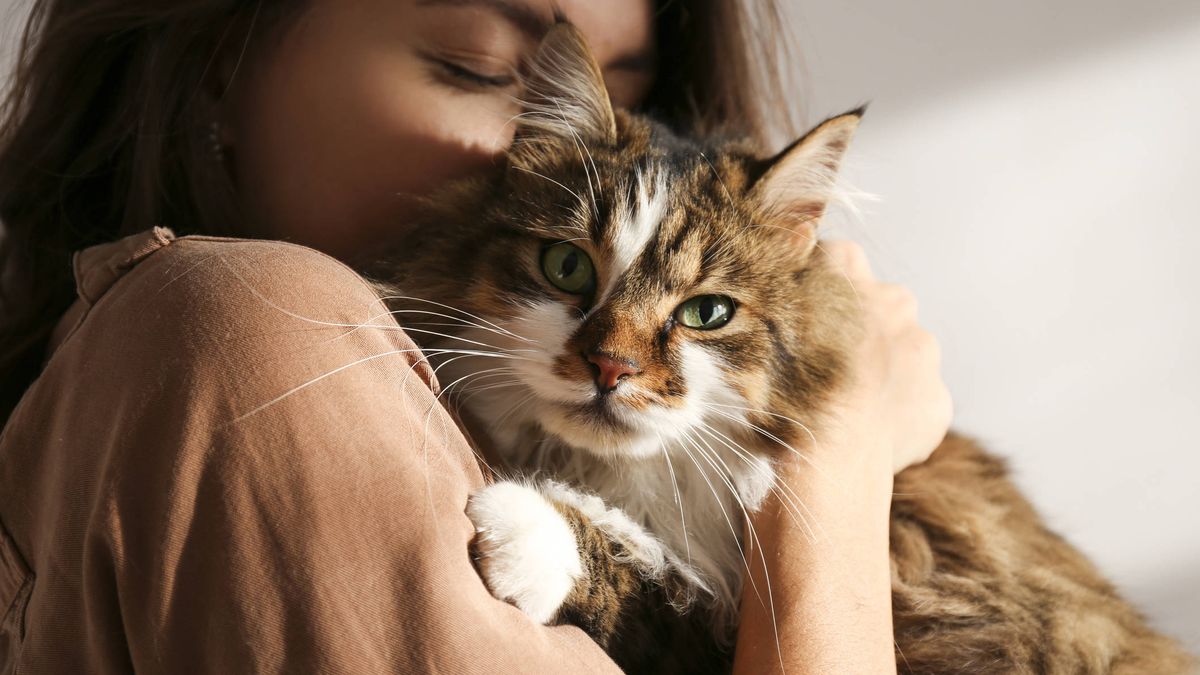 Cómo hacerse amigo de los gatos, según la ciencia